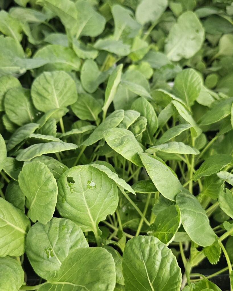 fall garden plants